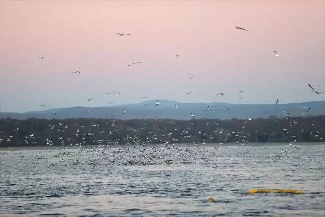 Kıyıköy'deki Martılar Balıkçıları Peşinden Ayrılmıyor