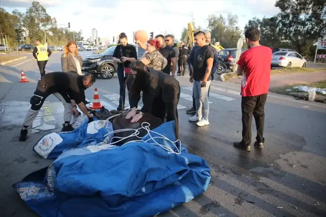 Antalya'da Cipin Çarptığı At Hayata Döndürüldü, Ancak Telef Oldu