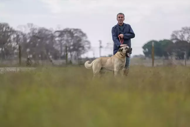 Karacabey'de Safkan Kangal ve Akbaş Köpek Yetiştiriliyor