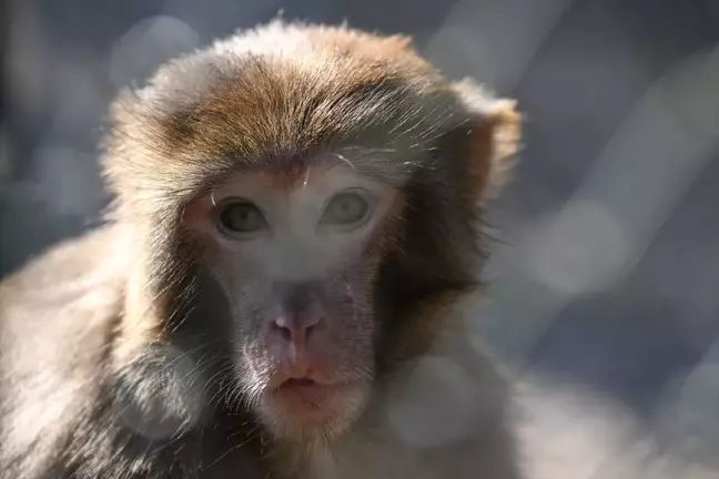 Kaçak Rhesus Maymunu Antalya Doğal Yaşam Parkı'nda Yeni Hayatına Başladı