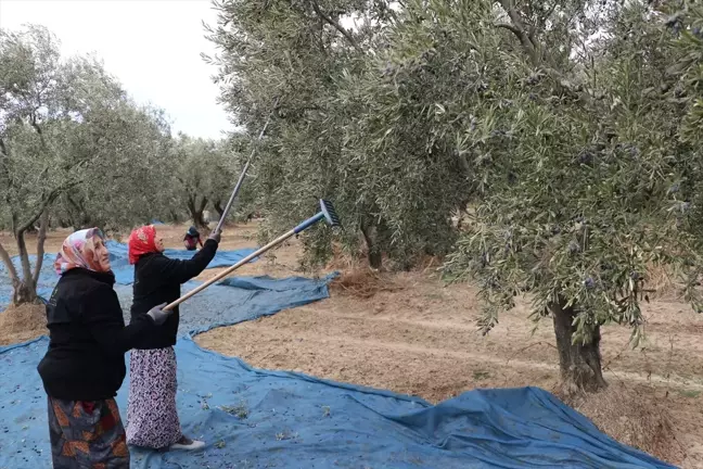 Şarköy'de Zeytin Hasadı Coşkusu