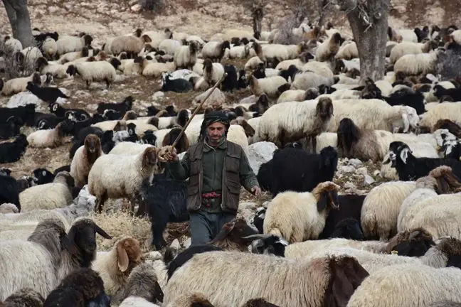 Göçerler Kışlaklara Dönüş Yolculuğuna Çıktı