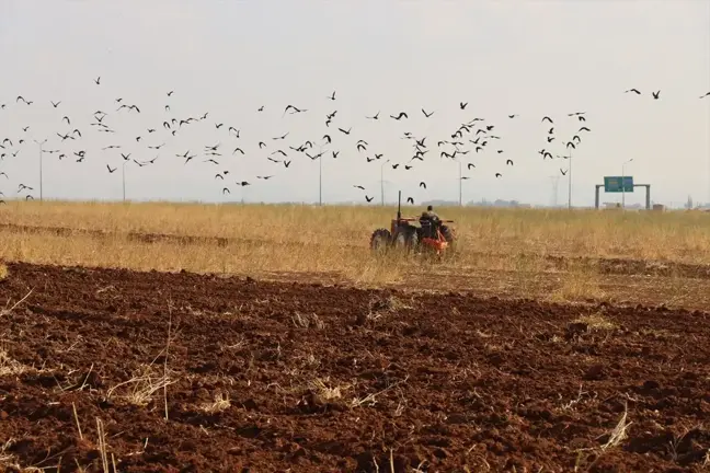 Şanlıurfa'da Kuraklık Hububat Ekim Takvimini Değiştiriyor