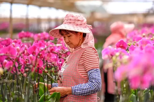 Çin Yeni Yılı İçin Yunnan Eyaletinde Çiçek Tedarikine Yoğun İlgi