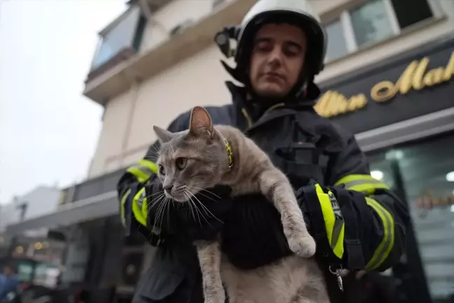 Düzce'de İtfaiye Ekipleri Tabelaya Sıkışan İki Kediyi Kurtardı