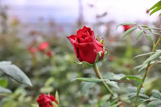 Hamsi Atıklarından Biyogübre Üretilerek Süs Bitkileri Yetiştiriliyor