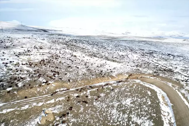 Ağrı'nın Yaylalarında Erken Kar, Çobanlar Dönüş Yolunda