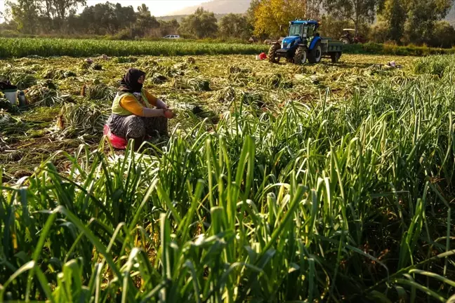 İzmir'de Kışlık Sebze Hasadı İki Hafta Gecikti