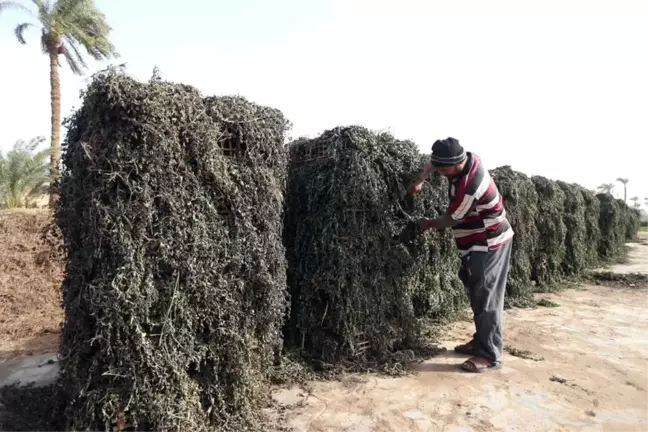 Mısır Tıbbi ve Aromatik Bitki İhracatında Önde Geliyor