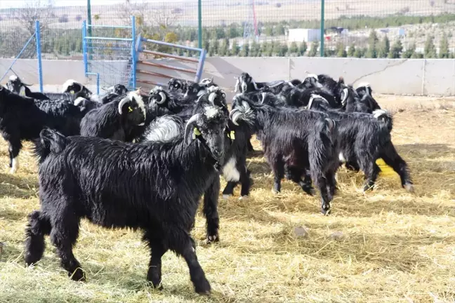 Burdur'da Tescilli Honamlı Oğlaklar Açık Artırmayla Satılacak