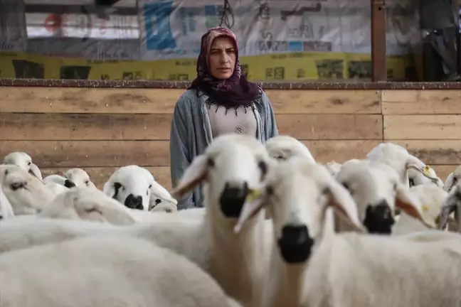 Kayserili Kadın, Koyun Sayısını 400'e Çıkardı