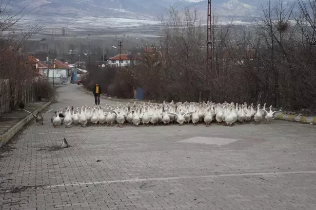 Tokatlı Yetiştirici, Kaz Üretimini Artırarak Başarıyı Yakaladı