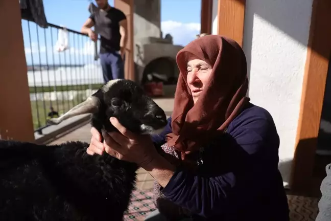 Kaybolan Naciye Akın Hastaneden Çıkıp Kuzusu 'Sultan'la Buluştu