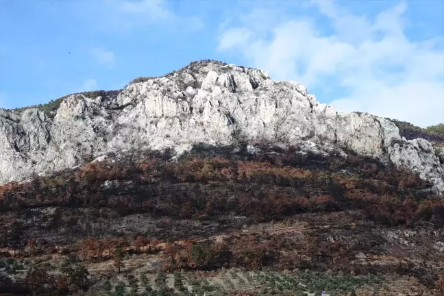 Muğla'da Yangından Zarar Gören Tarım Alanları İçin Zeytin Fidanı Dağıtımı Başladı