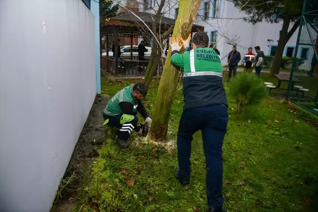 Esenyurt'ta Teke Böceğiyle Mücadele Başladı