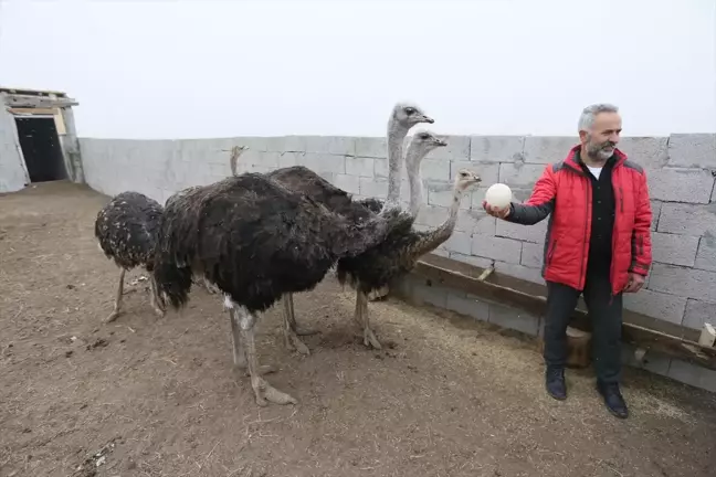 Kars'ta Deve Kuşu Yetiştiriciliği Başlayan Metin Tetik'in Hayali Gerçekleşti