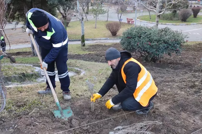 Turhal'da Şehit Tümgeneral Aydoğan Aydın Milli Egemenlik Parkı'na 6 bin lavanta fidanı dikildi