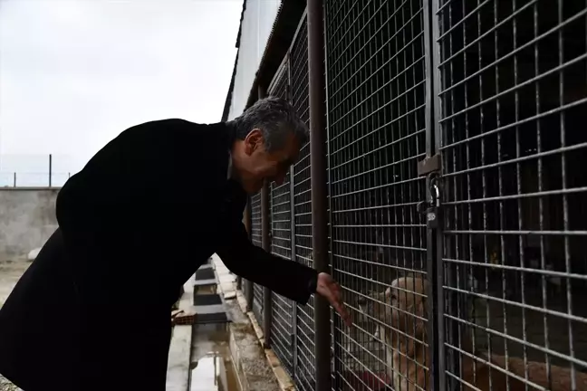 Mamak Belediyesi'nden Sokak Hayvanlarına Yeni Rehabilitasyon Merkezi