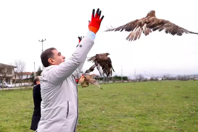 Düzce'de Yaralı 4 Kızıl Şahin Doğaya Salındı