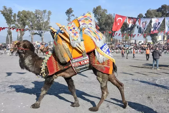 İncirliova'da 38. Deve Güreşleri Festivali Coşkuyla Gerçekleşti