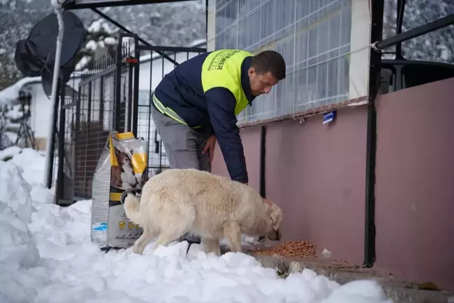 Seydikemer'de Sahipsiz Hayvanlara Kış Destek