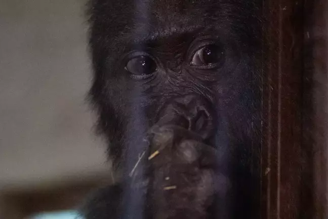 İstanbul Havalimanı'nda Yakalanan Goril Yavrusuna 'Zeytin' Adı Verildi