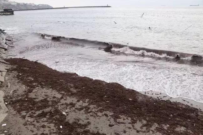 Tekirdağ Sahilinde Kırmızı Yosun Birikti