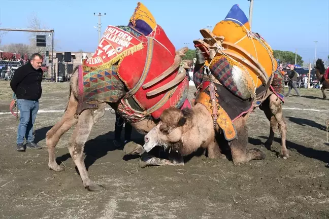 12. Geleneksel Lapseki Folklorik Deve Gösterisi Renkli Görüntülere Sahne Oldu