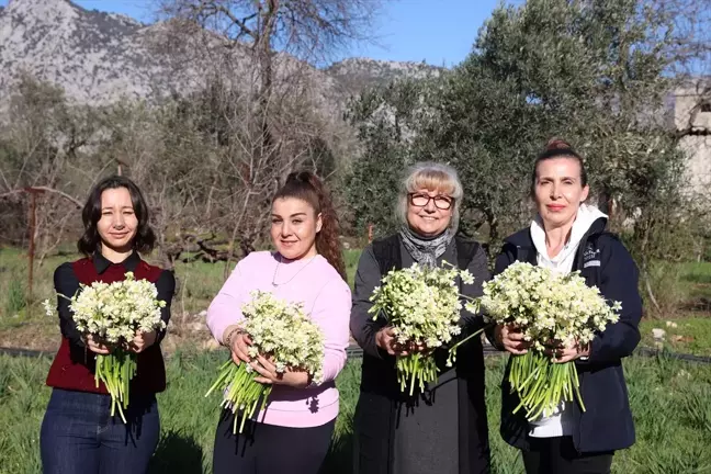 Antalya'da Kadın Kooperatifine Hibe Edilen Nergis Soğanları Çiçek Açtı