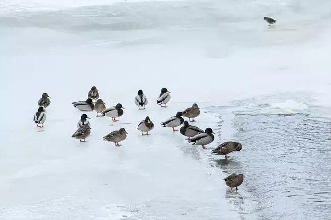 Kars Çayı'nda Soğuk Hava Yaban Hayatını Zorluyor