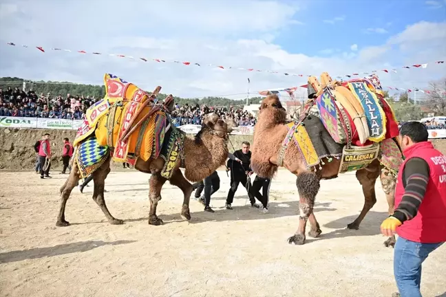 Kumluca'da Geleneksel Deve Güreşi Etkinliği Düzenlendi