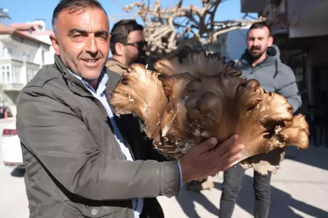 Mersin'de Çiftçi, 5 Kilogramlık İstiridye Mantarına Rastladı