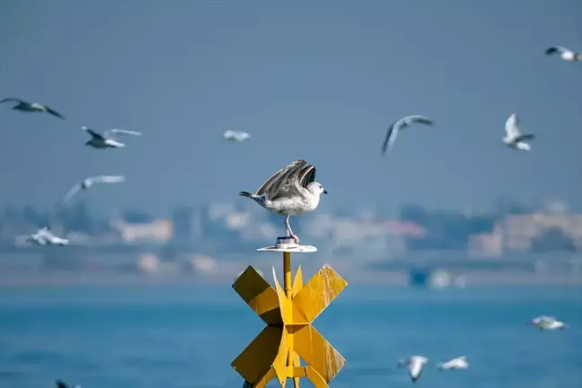 Mersin'de Kuş Gözlem Etkinliği Düzenlendi