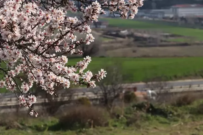 Tekirdağ'da Badem Ağaçları Erken Çiçek Açtı