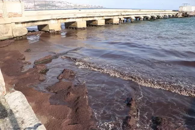 Tekirdağ Kıyılarında Kırmızı Yosun Oluştu