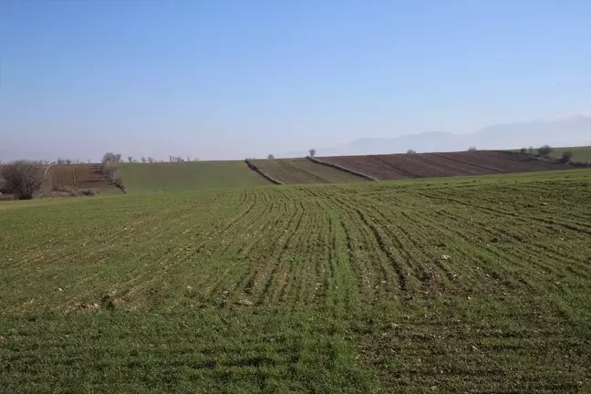 Tokat'ta Yerli Tohum Denemeleri Başladı