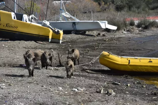 Marmaris'te Yaban Domuzları Sahile İndi