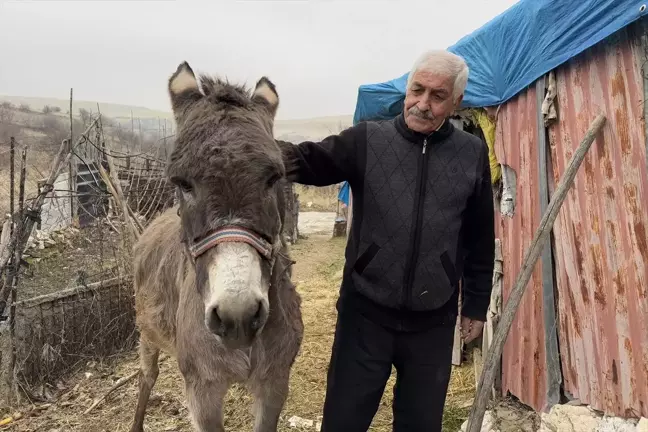 72 Yaşındaki Adamın Eşeğiyle Dostluğu: 'Minik'