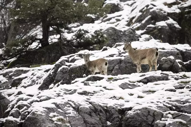 Tunceli'de Yaban Keçileri Kar Yağışıyla Zor Günler Geçiriyor