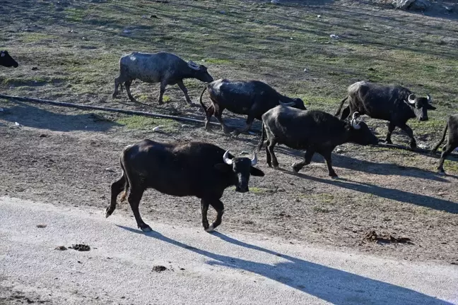 Kadirli'deki Kadınlar Kooperatifle Sütlerini Değerlendiriyor