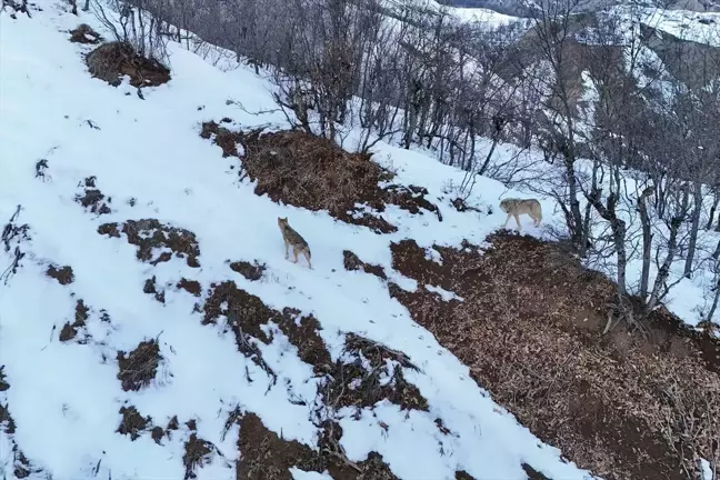 Tunceli'de Kurtların Dronla Kayıt Altına Alındığı Anlar