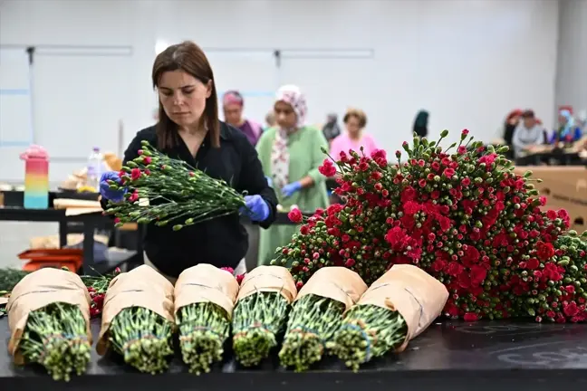 Anneler Günü İçin 30 Ülkeye 75 Milyon Dal Çiçek İhracatı