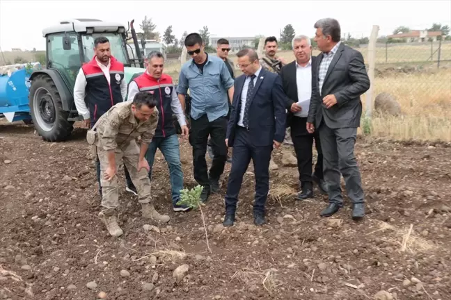 Cizre'de Fıstıkçılık Projesi Uygulanıyor