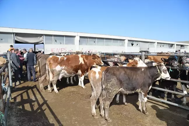 Çubuk'ta Canlı Hayvan Pazarı Hareketleniyor