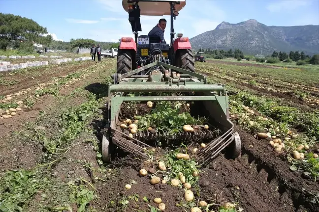 Datça'da Turfanda Patates Hasadı Başladı