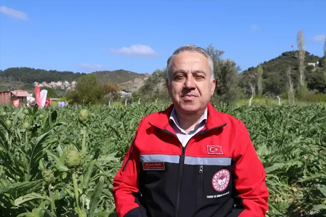 İzmir'de Coğrafi İşaret Tescilli Urla Sakız Enginarı Hasadı Başladı