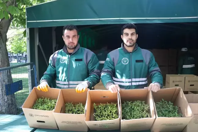 Kayseri'de 550 Bin Organik Domates Fidesi Dağıtıldı