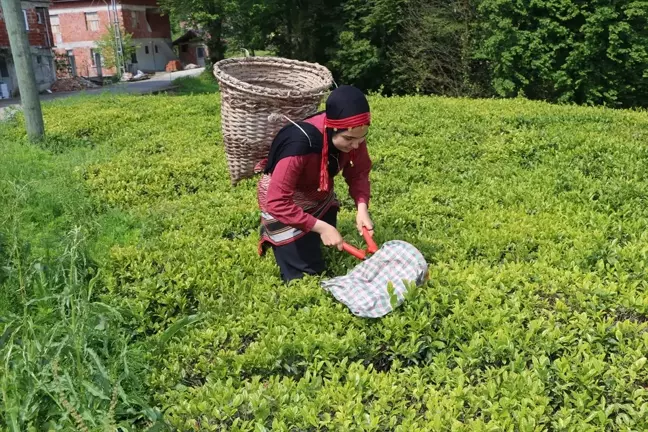 İki Şehir, Tek Ruh: İmam Hatip Öğrencileri Trabzon'da Çay Hasadı Deneyimi Yaşadı