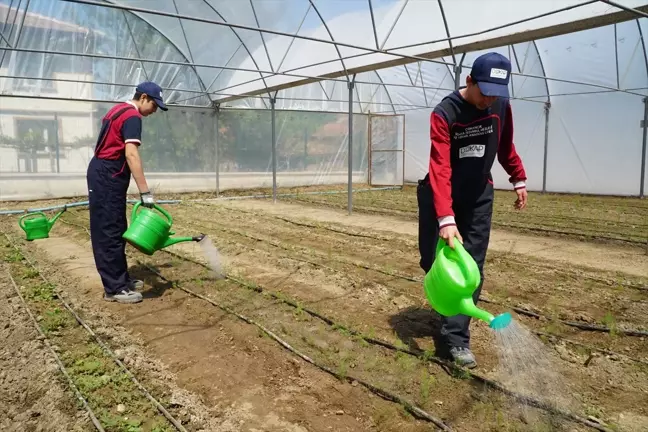 Osmancık'ta Sera Projesi Açılışı ve Kuşkonmaz Fidesi Dikimi Yapıldı