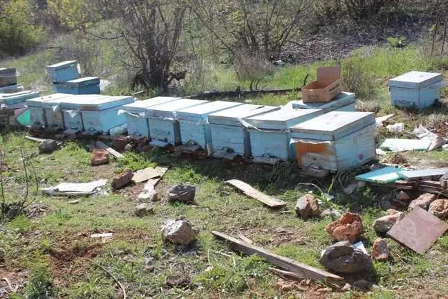 Saimbeyli'de Ayı Arı Kovanlarını Parçaladı